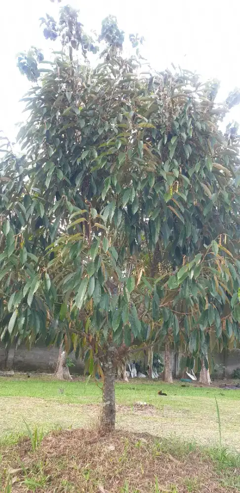 JUAL CEPAT tanah/lahan kebun durian dan buah import