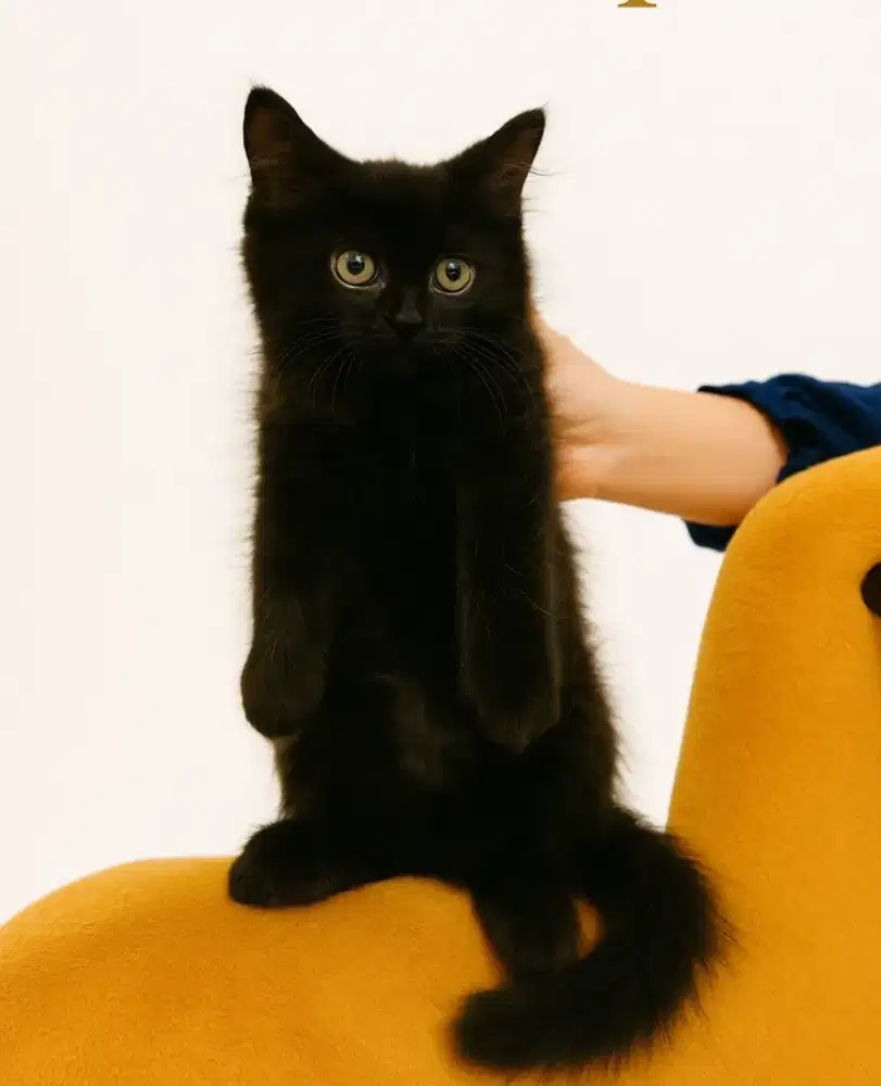 anak kucing  persia hitam jantan 2 bulan