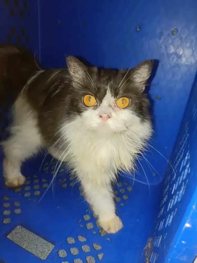 open adopt bermahar kucing persia mix mainecoon