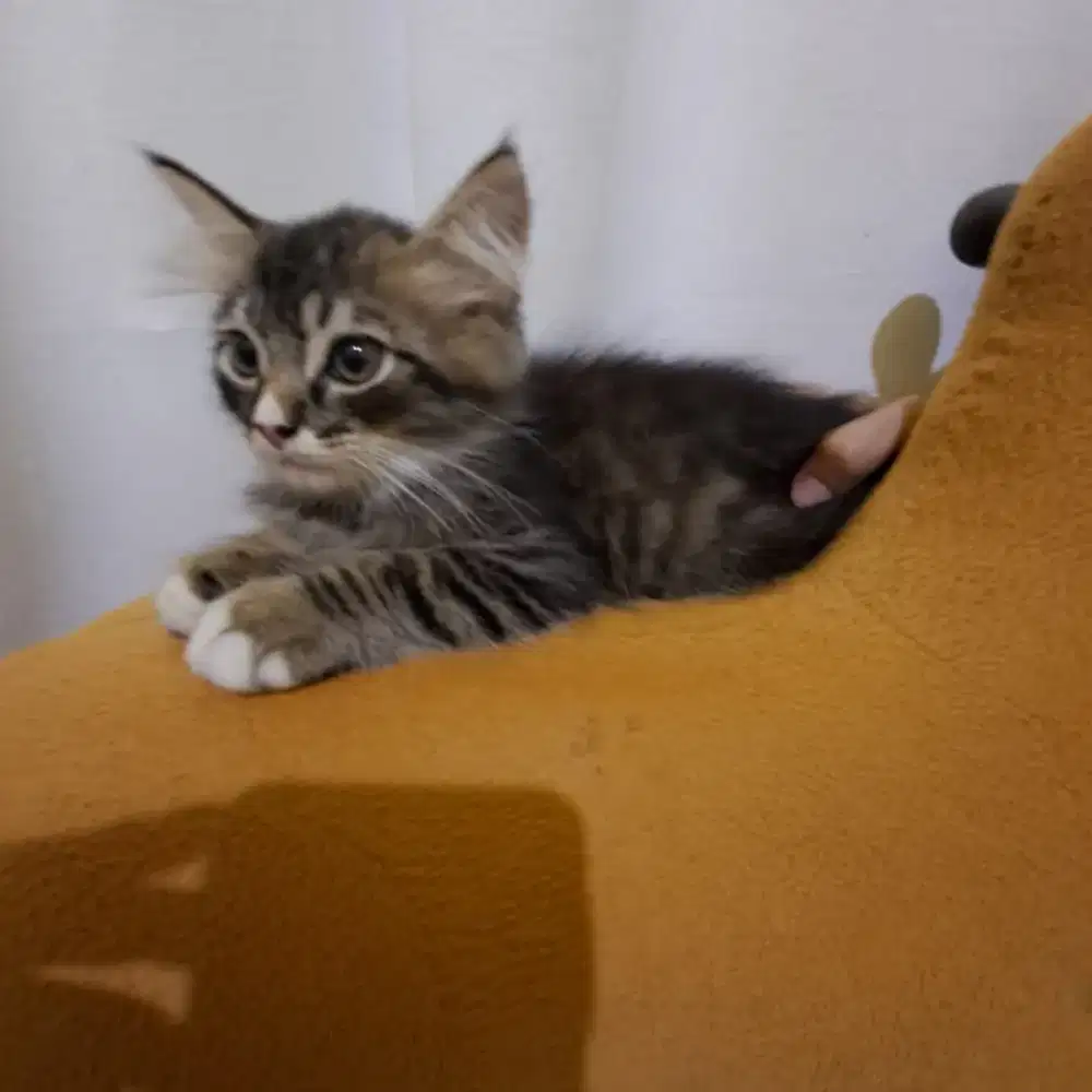 kucing persia belang abu abu 2 bulan