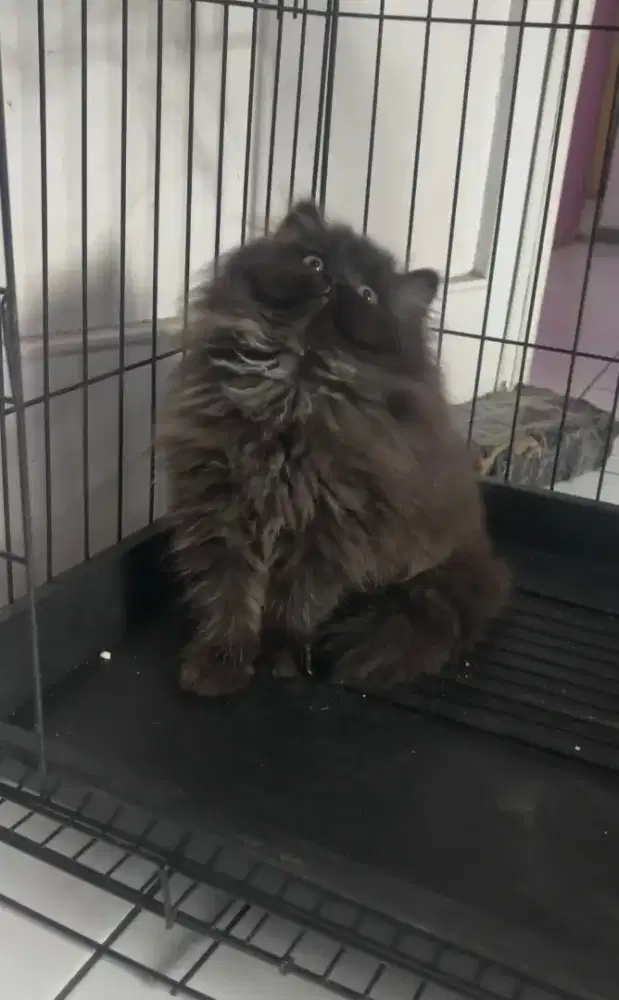 Kucing persia Bulu Super ( 2 ekor )