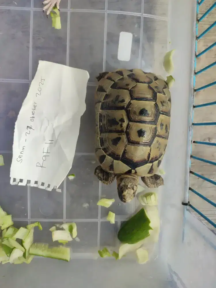 Kura kura golden greek 12 cm jantan