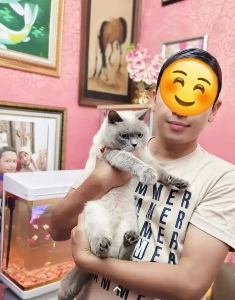 Kucing BSH + kandang alumunium