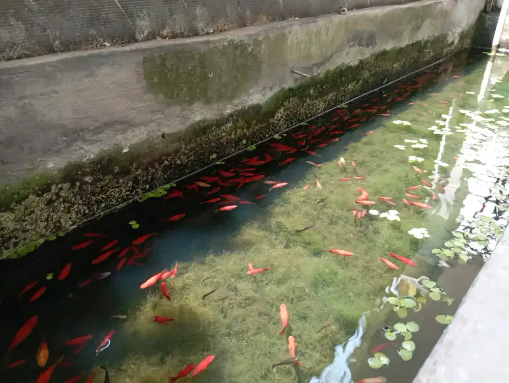 Ikan Guppy black & blue moscow dan Ikan Platy