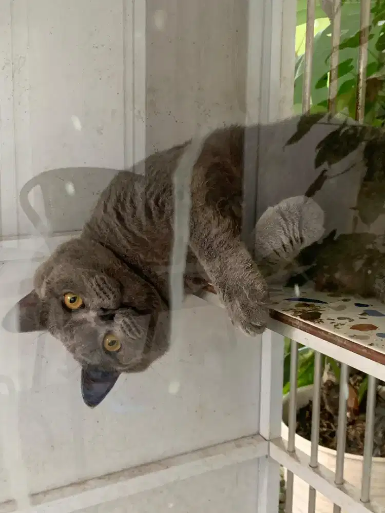 Di jual kucing British shorthair jantan warna blue