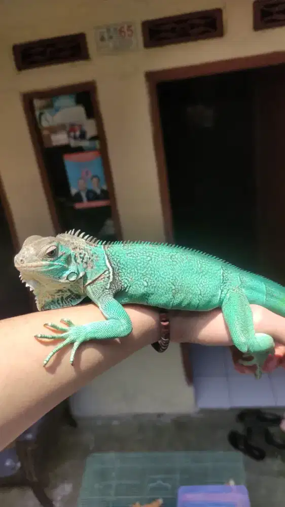 Blue Iguana Baby Up