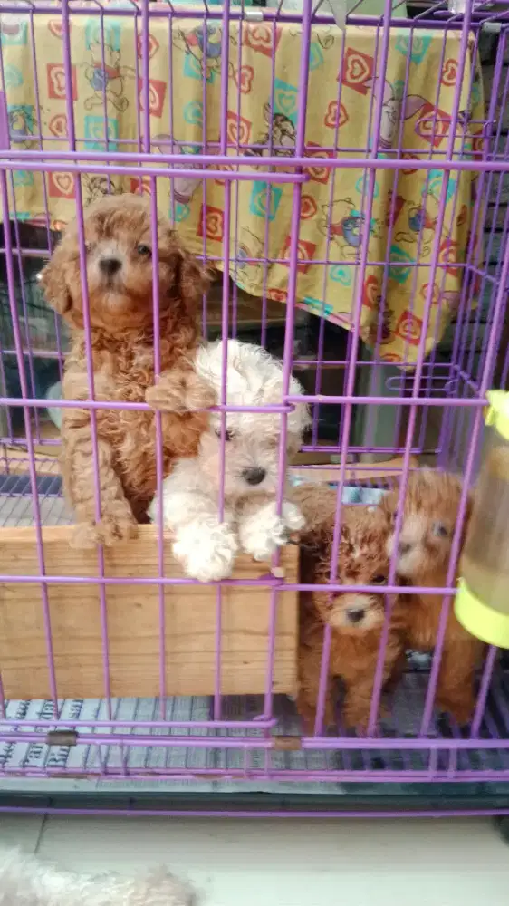 Toy Poodle Puppy