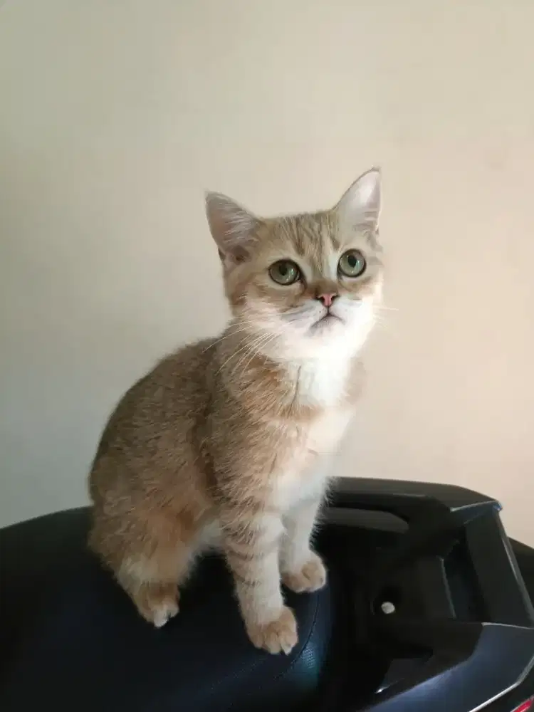 Kucing British shorthair