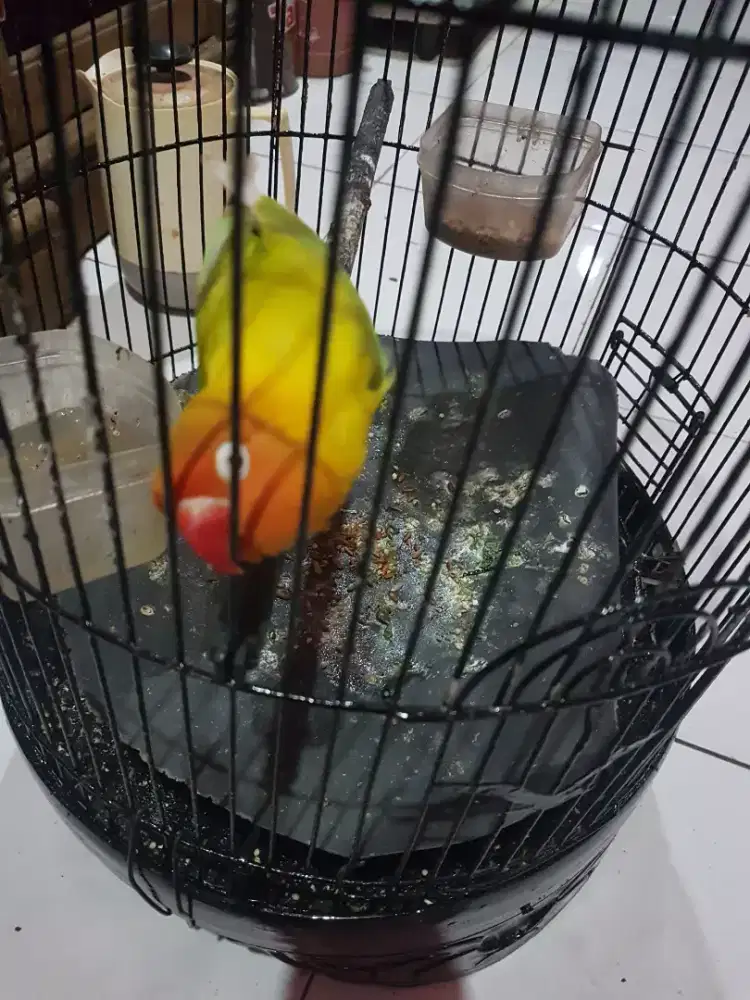Lovebird betina udah ngiplik