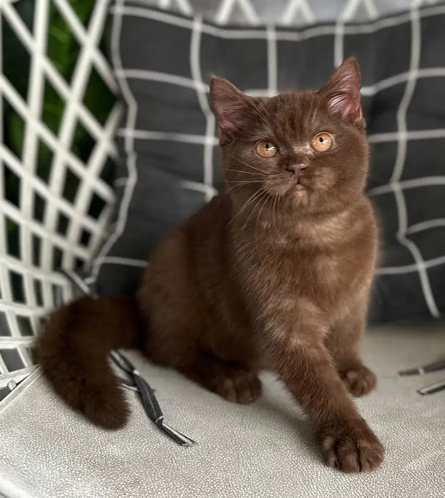 British shorthair bsh cinnamon good profile