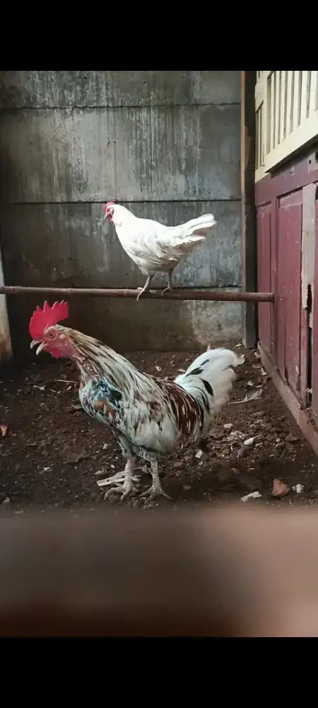 Ayam ketawa durasi sepasang