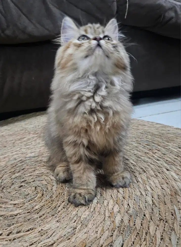 Jual Kucing Persia Medium Jantan & Betina Long hair