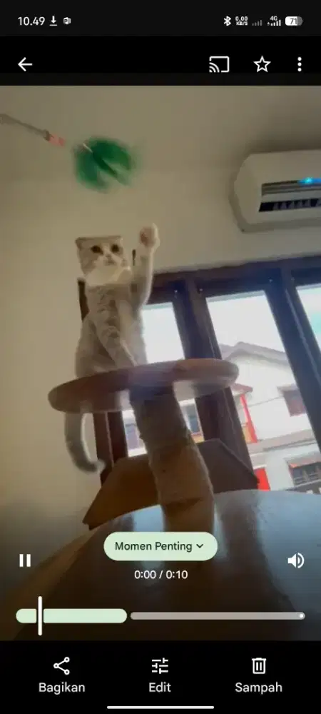 Lepas adop Scottis fold