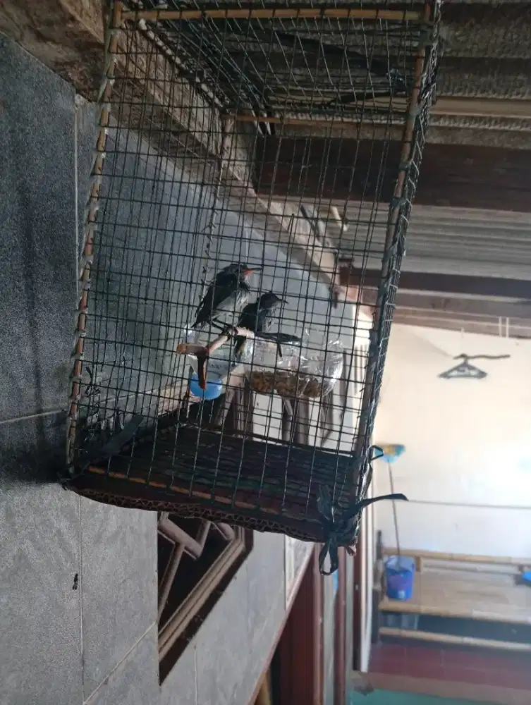 Burung Kutilang