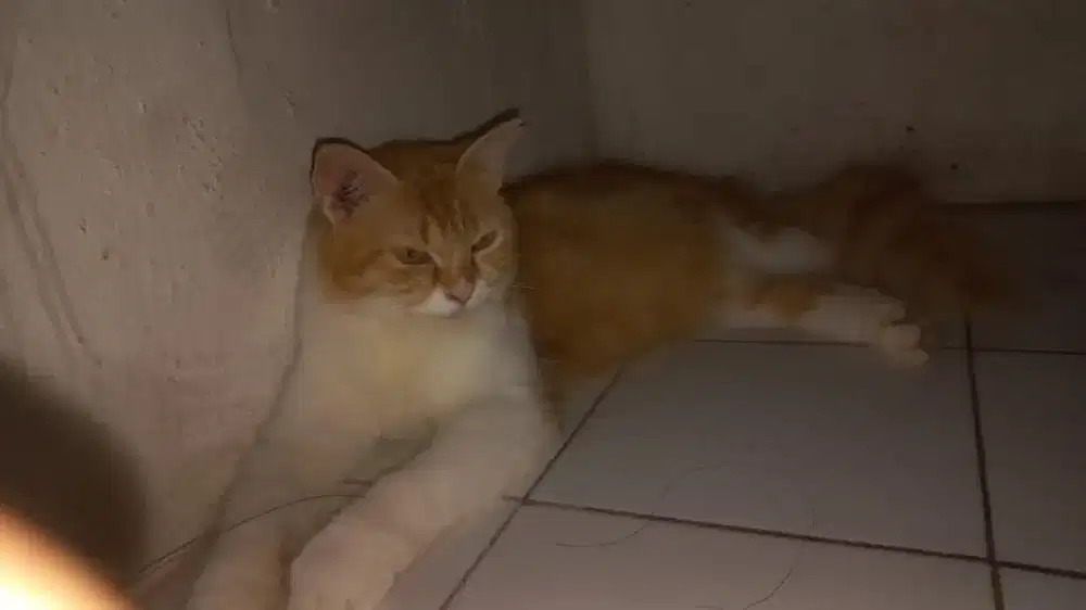kucing anggora oren
