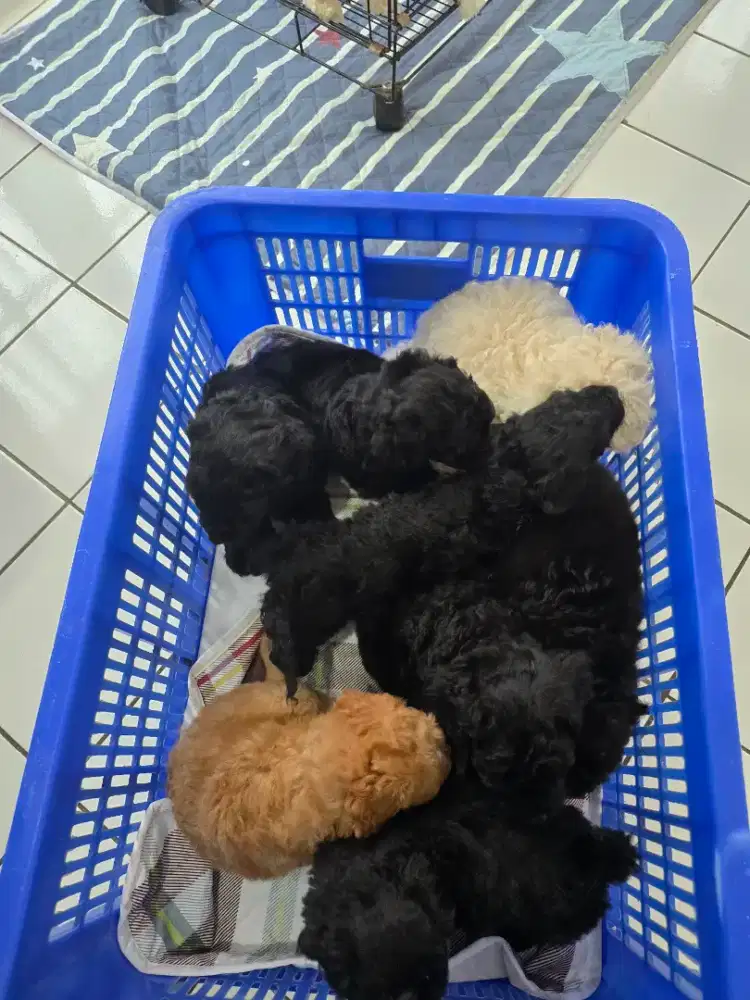 5 ekor poodle borongan 3 juta