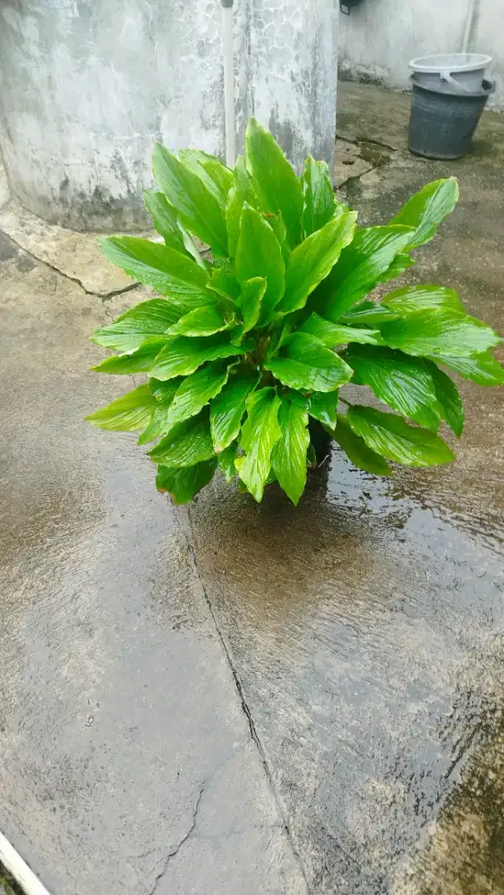 Bibit Kunyit hitam polibag