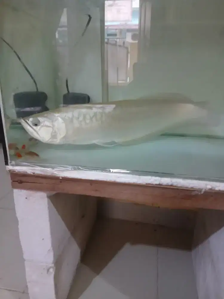 Ikan arwana siver size 50 cm