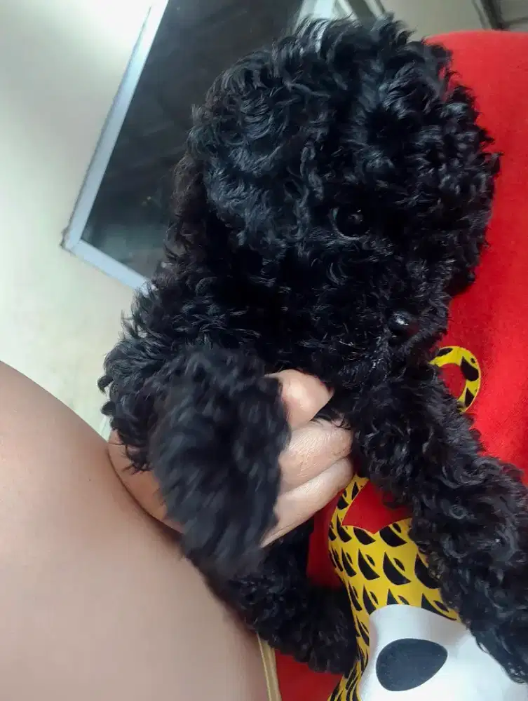 Puppy poodle betina 8 minggu