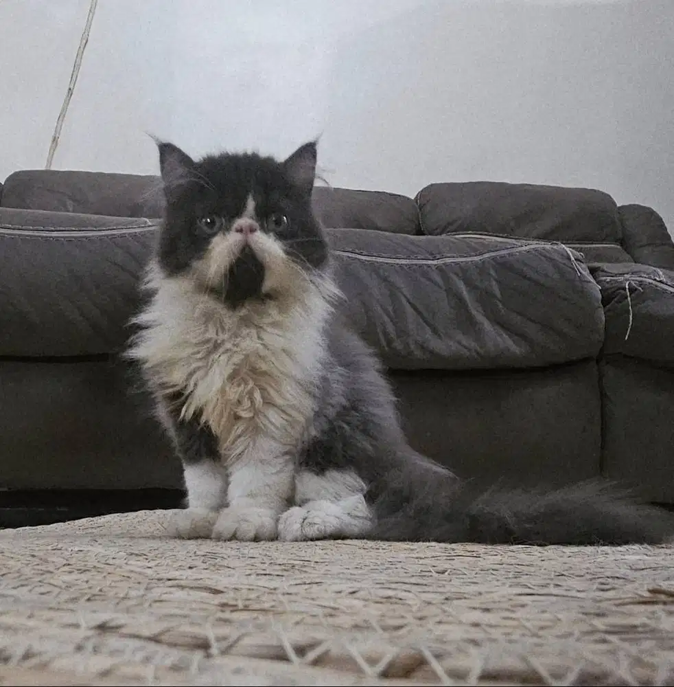 Kucing Betina & Jantan Peaknose Ekstrem Bulu Panjang cantik