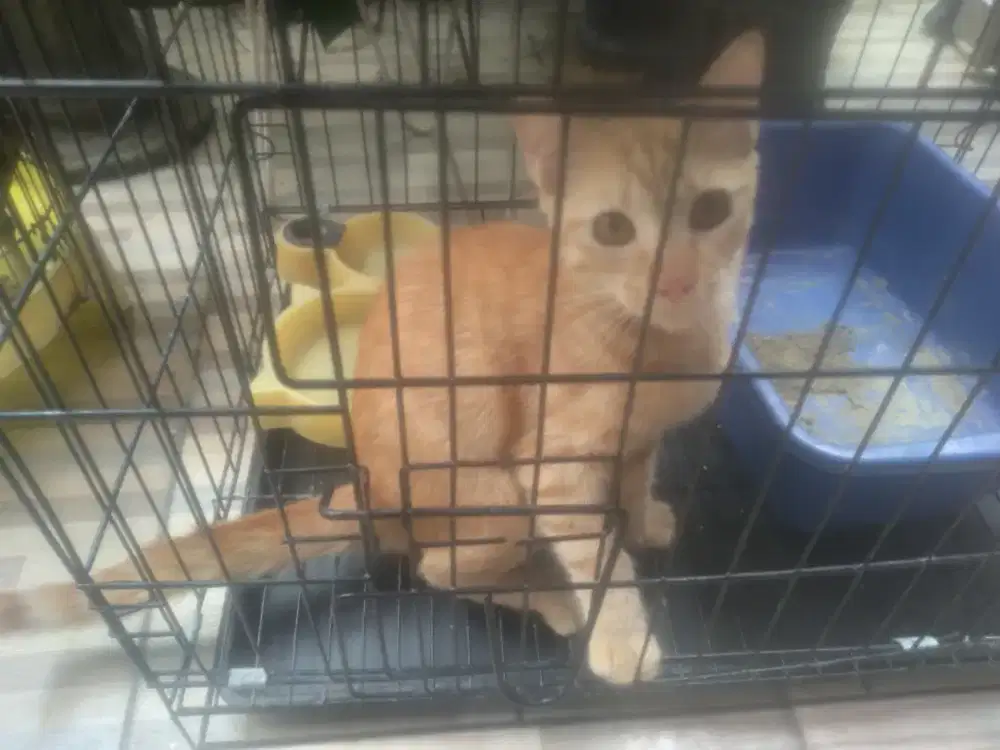 Kucing lokal warna kuning