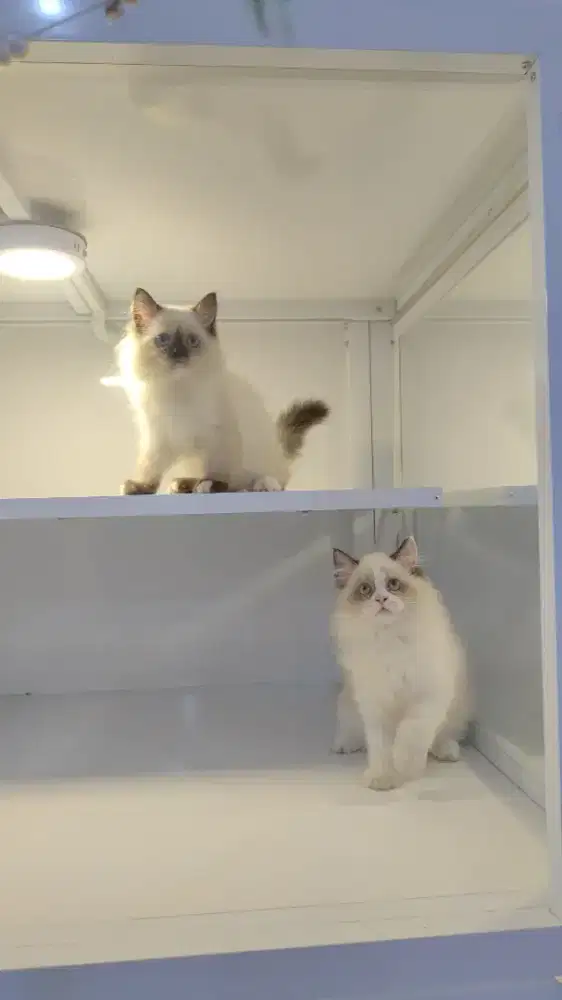 Kucing kitten ragdoll jantan dan betina