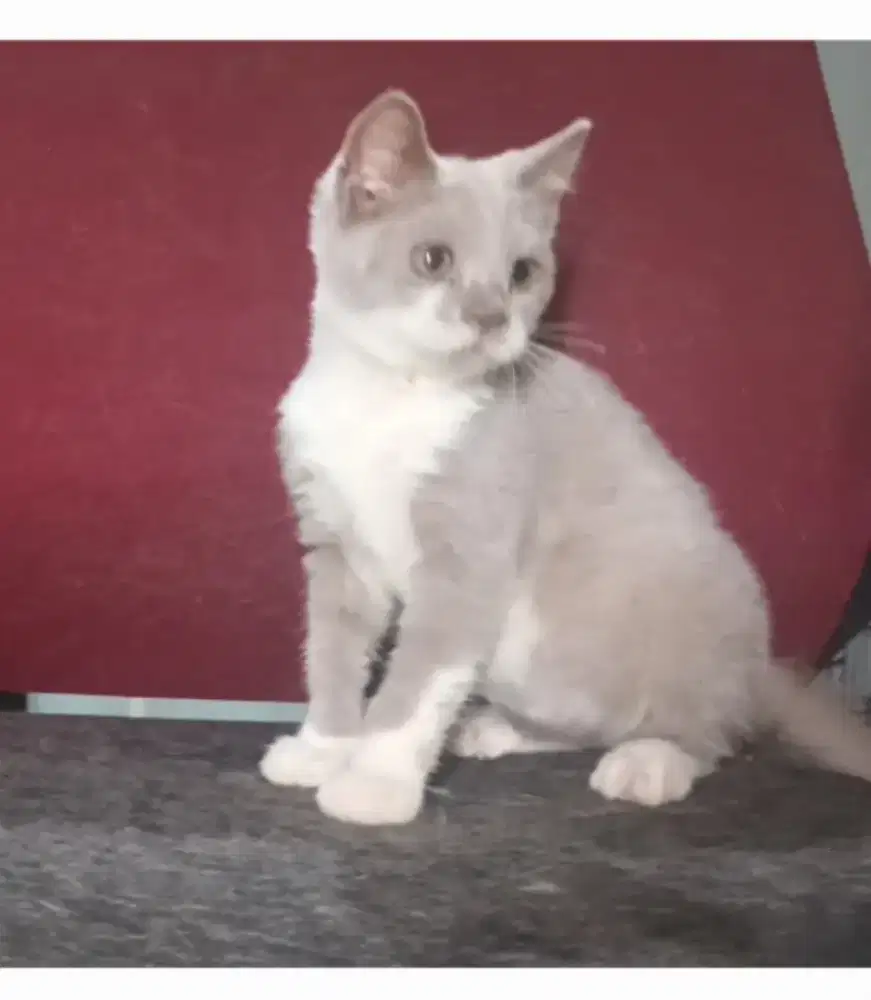 Bsh lilac bico jantan