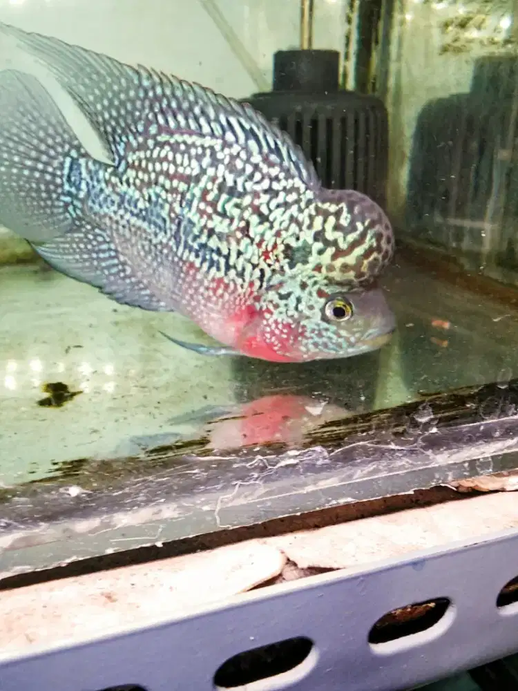 Louhan kamfa SB mata putih