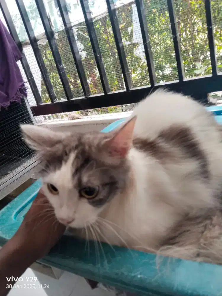 Juragan grooming dog&cat panggilan Jakarta tangerang bekasi