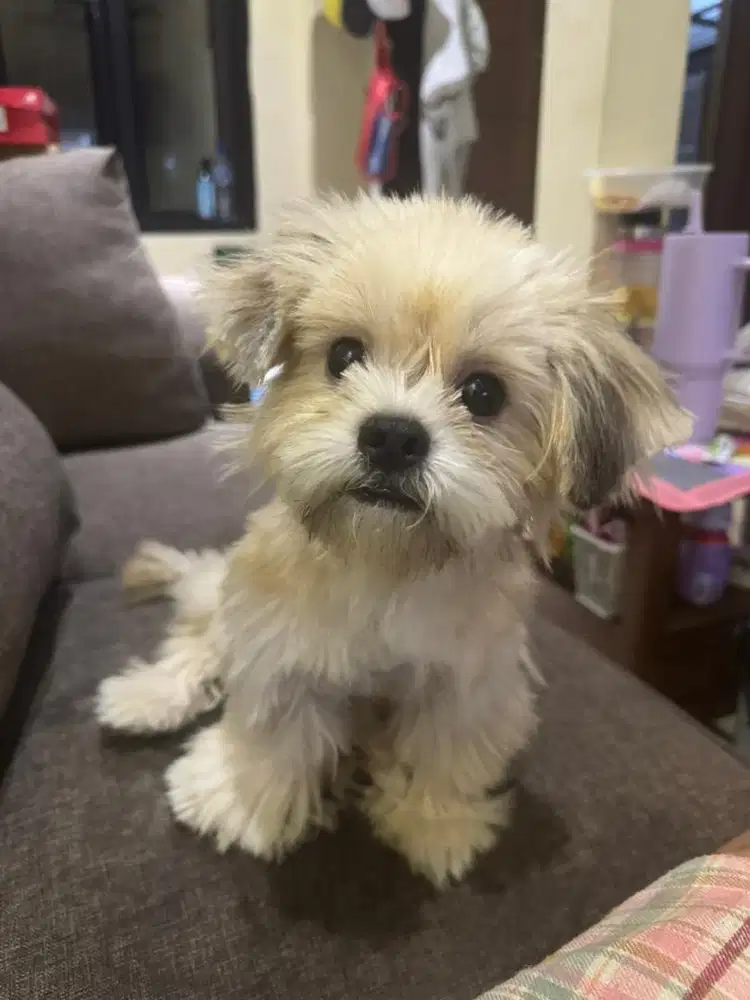 Shihtzu jantan vaksin