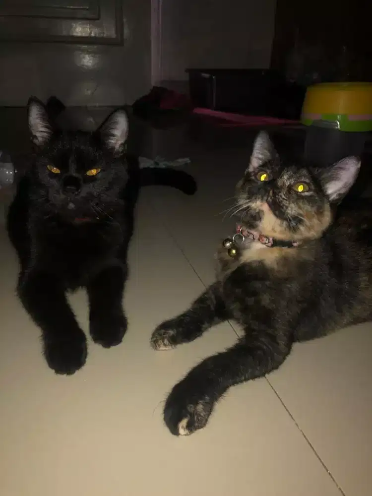 kucing bulu pendek lembat