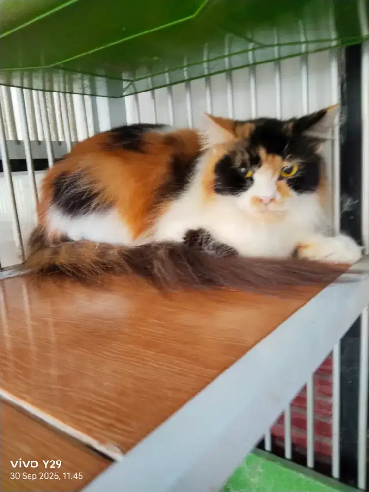 Juragan grooming panggilan terdekat DEPOK CINERE