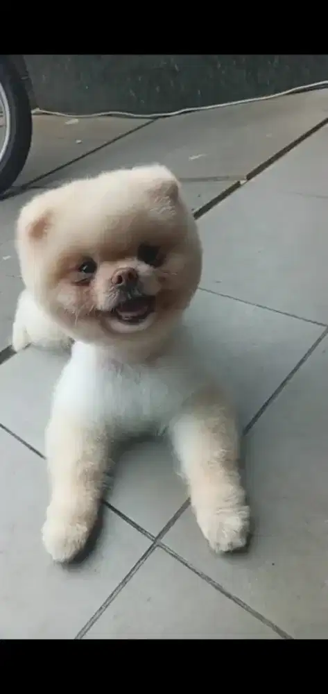 Jasa grooming anjing&kucing home service panggilan datang kerumah