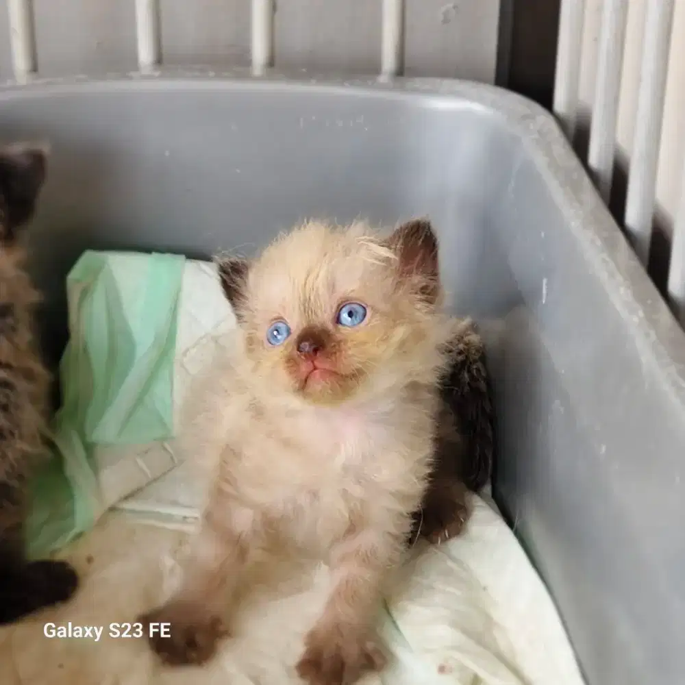 Lepas adop bulan depan