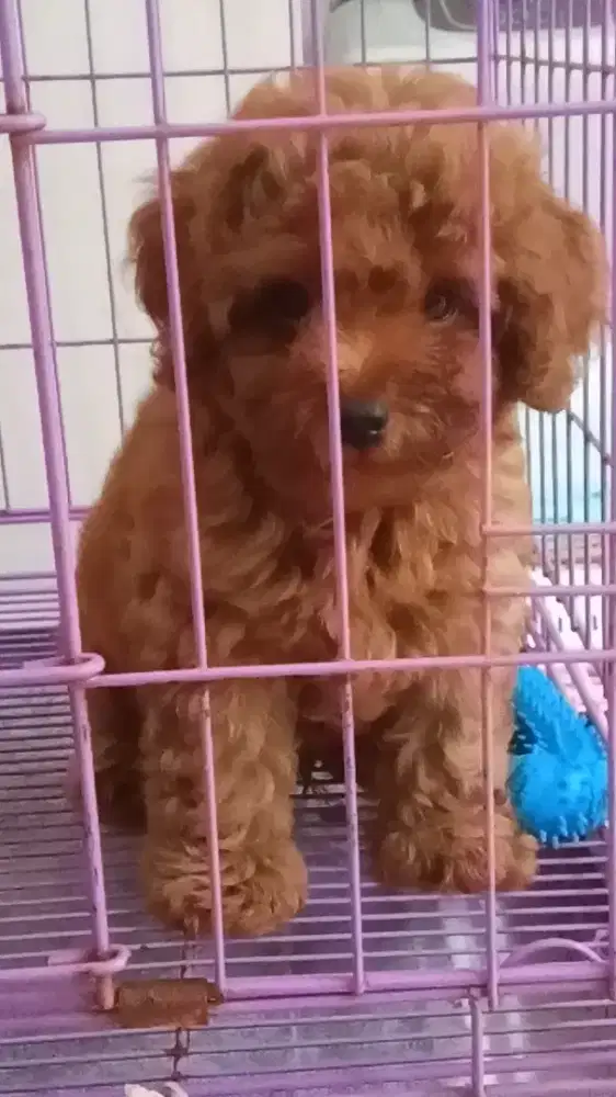 Anakan Poodle Jantan