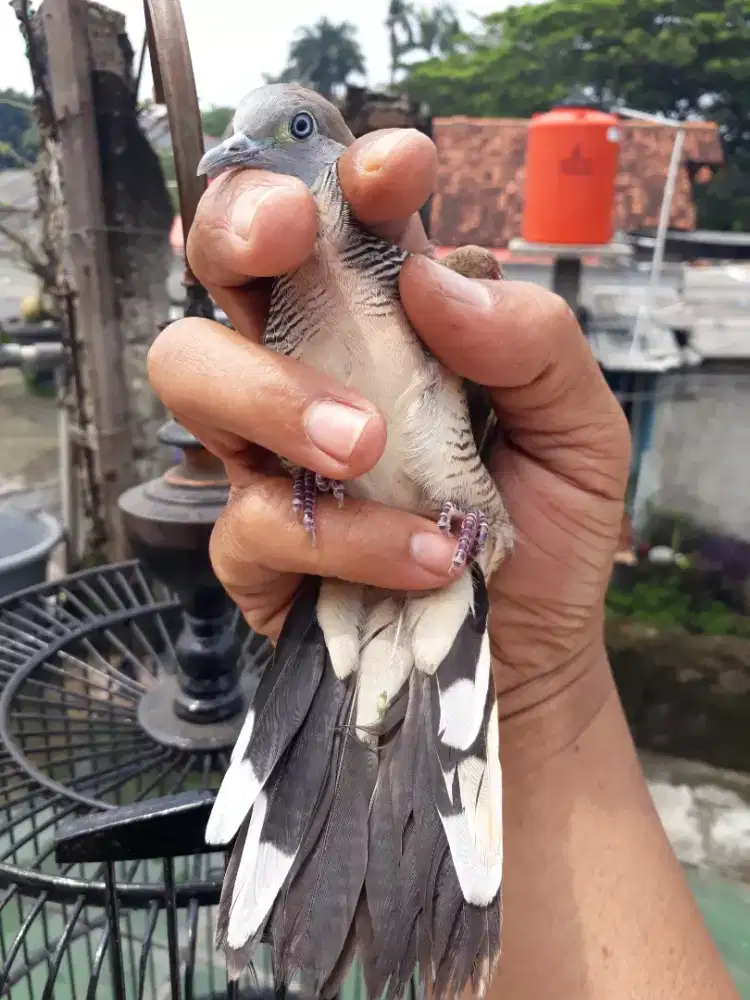 Burung Perkutut lokal
