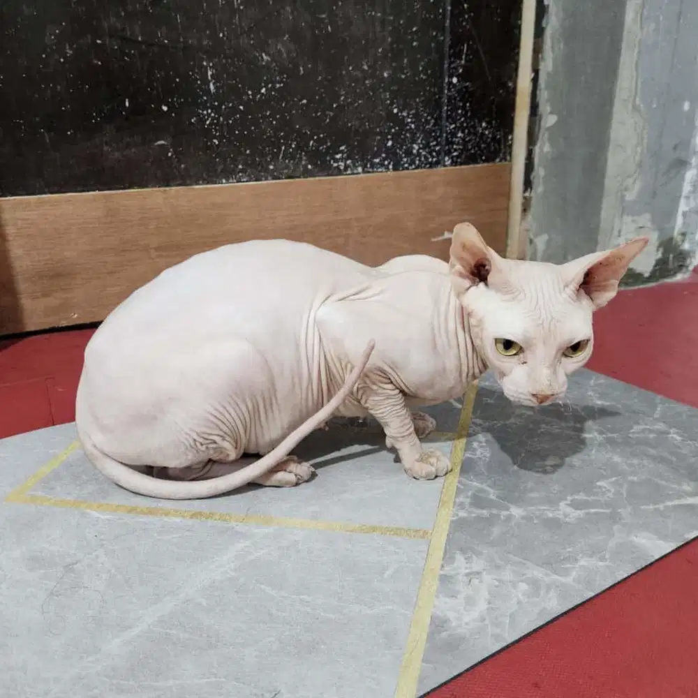 Kucing Sphynx Betina Steril