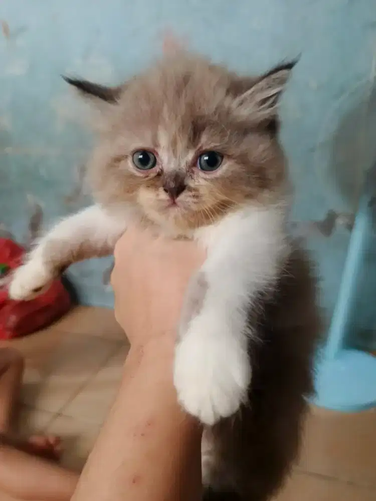 Kitten persia imoet abu2