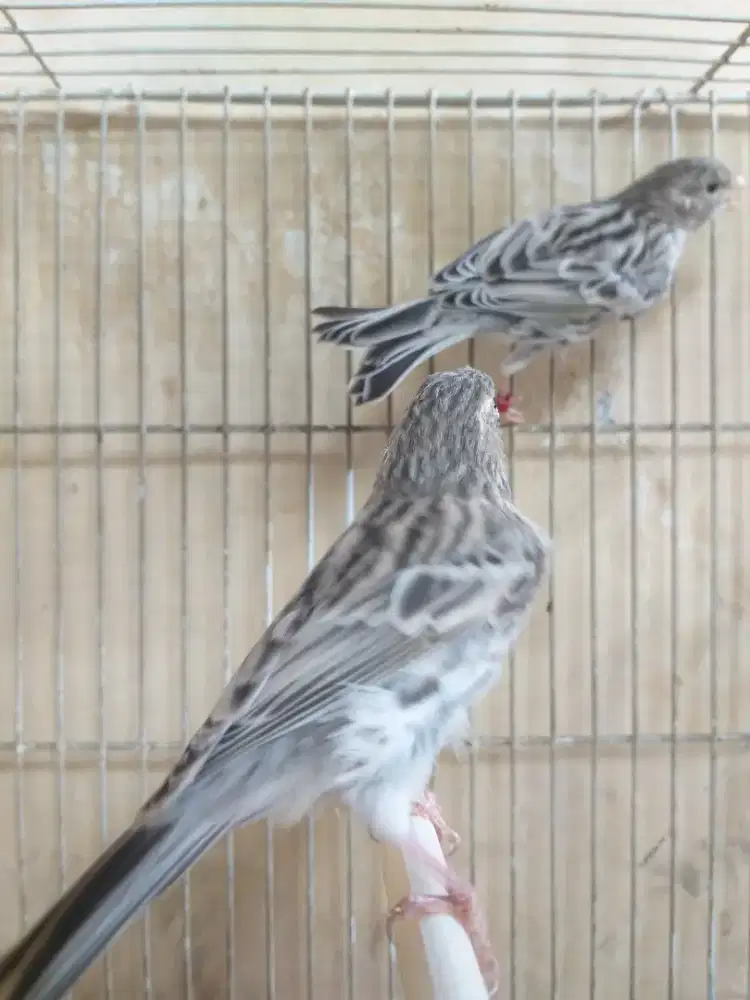 Sepasang Kenari Silver Agate