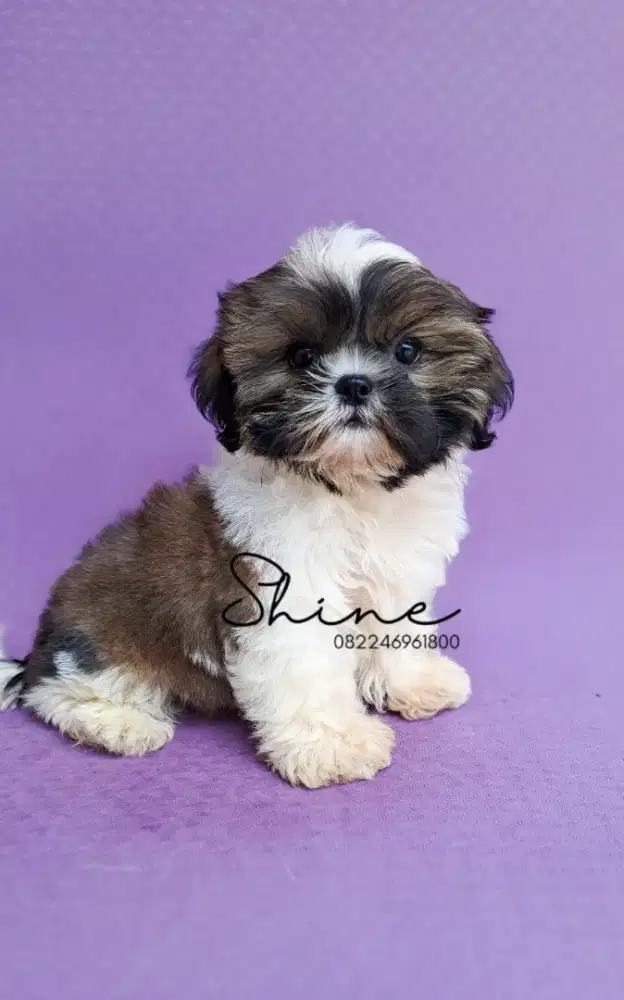 anjing mini shihtzu betina usia 1.5 bln super gemoy