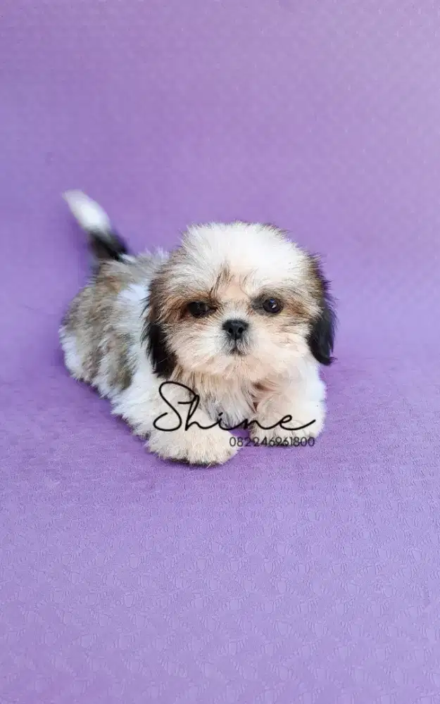 anjing mini shihtzu betina size mini super cebol usia 1.5 bln