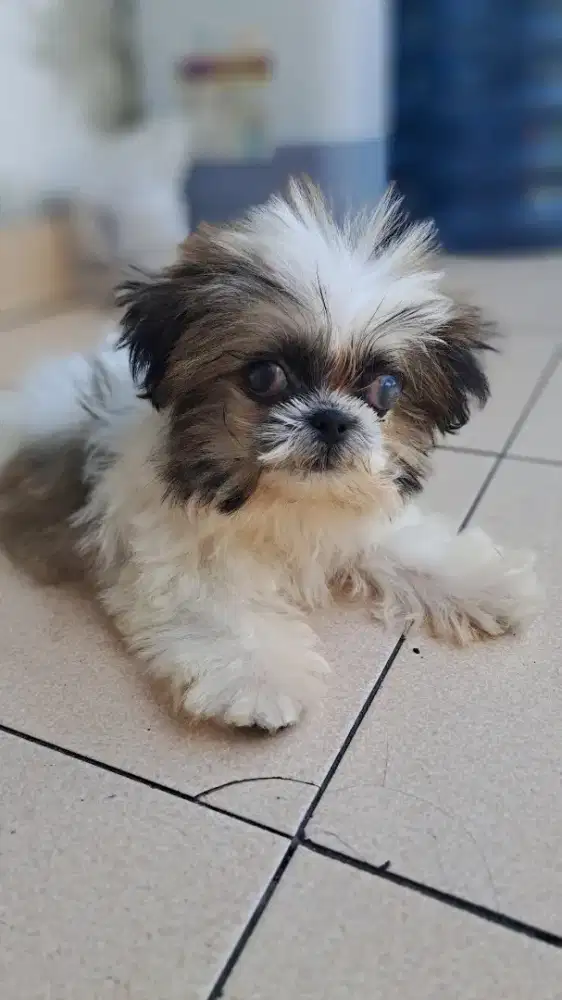 semi hibah anjing mini shihtzu jantan usia 3 bulan