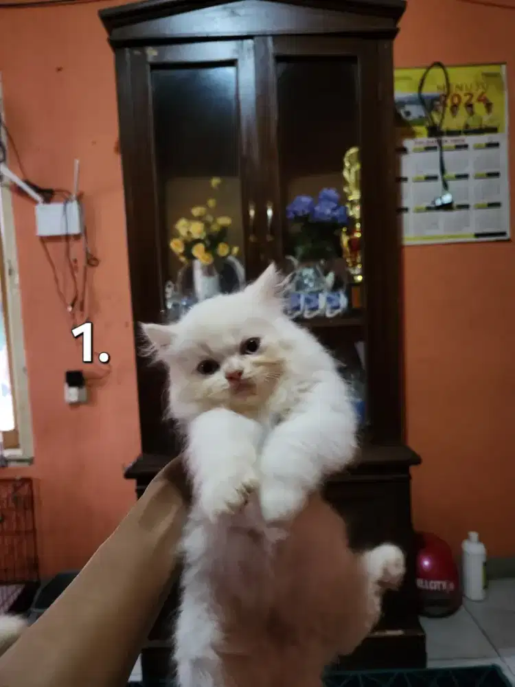 Kucing Kitten Persia
