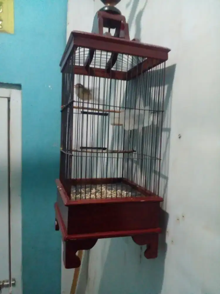 ciwah udh voer bunyi jual sm kandang