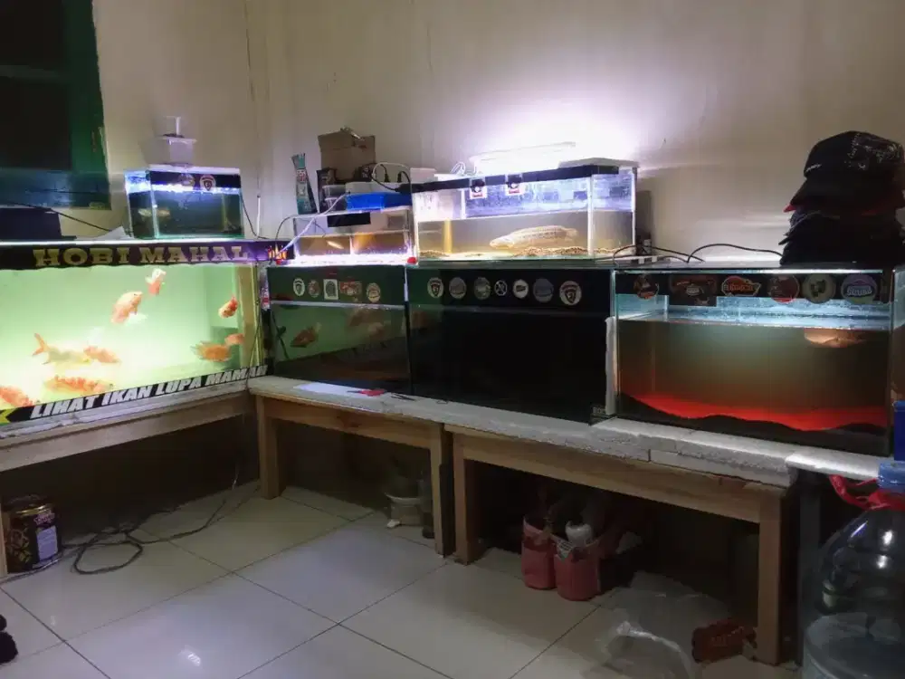 Dijual Cana borongan aja langsung angkut sama aquarium nya dan lampu
