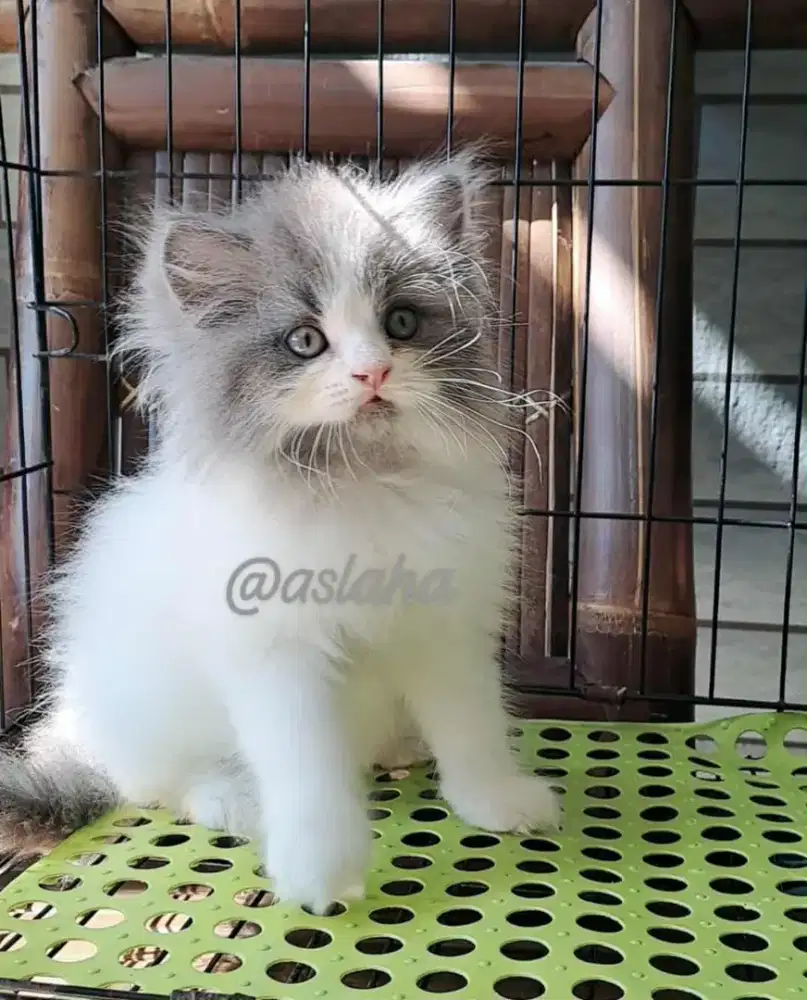 Anak kucing anggora/kitten flatnose jantan/kucing persia jantan
