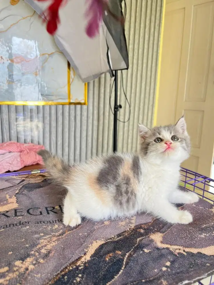 Britishorthair warna cantik