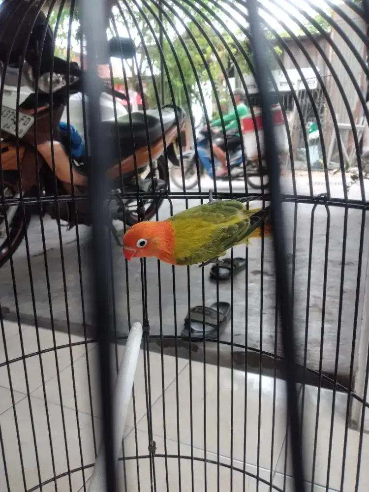 Lovebird Biola Ewing Green Poss Pf