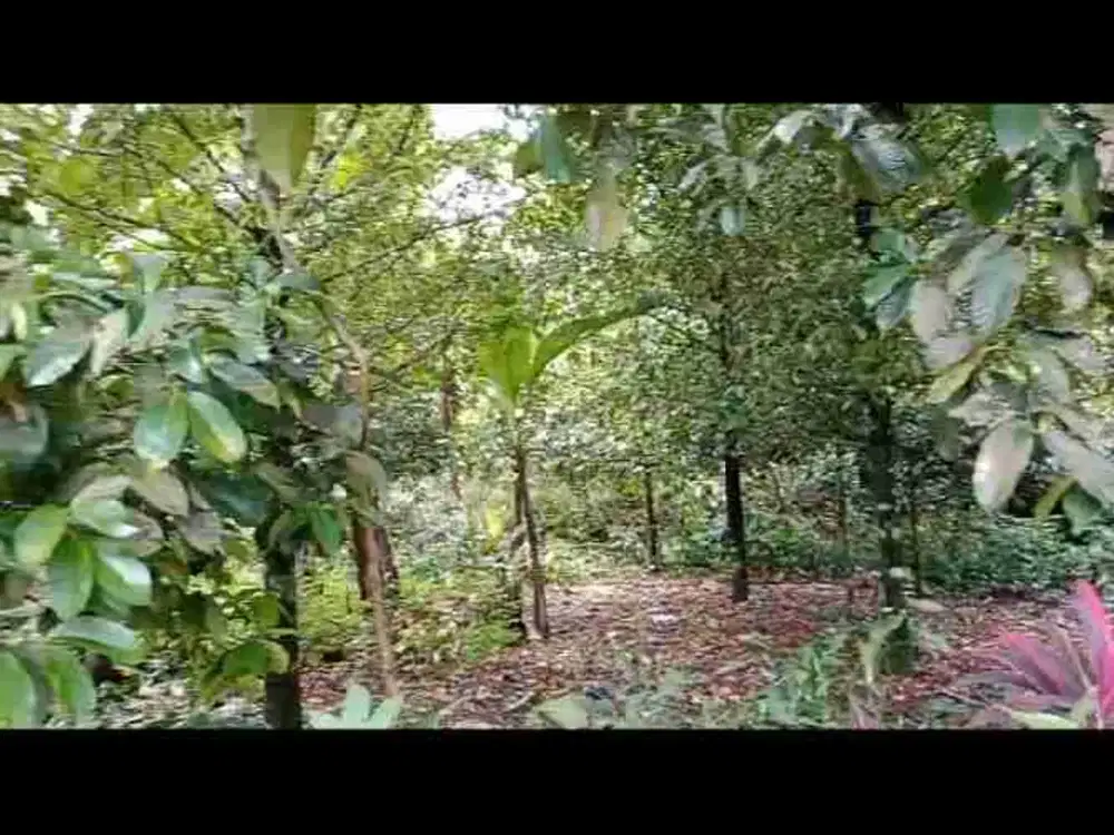 tanah darat kebun manggis