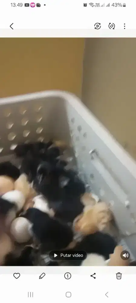 Anak ayam kampung (DOC)